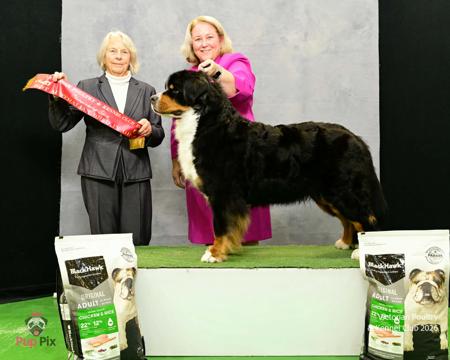 Aust Ch Kraigoaks Kindred Spirit Bernese Mountain Dog