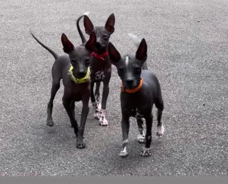 Peruvian Hairless Dog (Small) for sale by VALDASSA