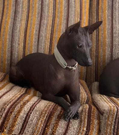 Peruvian Hairless Dog (Small) for sale by VALDASSA