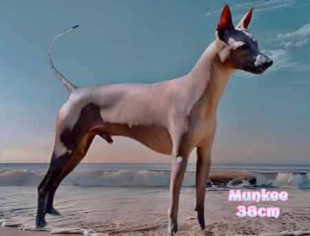 Peruvian Hairless Dog (Small) for sale by VALDASSA