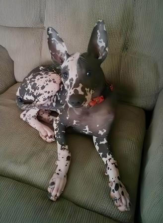 Peruvian Hairless Dog (Small) for sale by VALDASSA