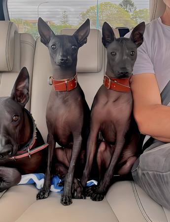 Peruvian Hairless Dog (Small) for sale by VALDASSA