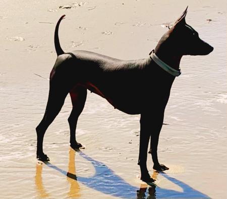 Peruvian Hairless Dog (Medium) for sale by VALDASSA