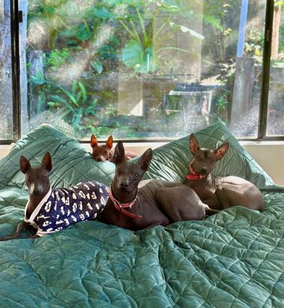 Peruvian Hairless Dog (Medium) for sale by VALDASSA