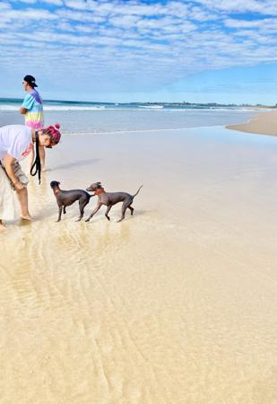 Peruvian Hairless Dog (Small) for sale by VALDASSA