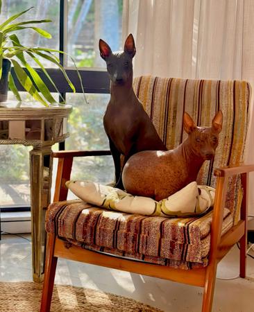 Peruvian Hairless Dog (Small) for sale by VALDASSA