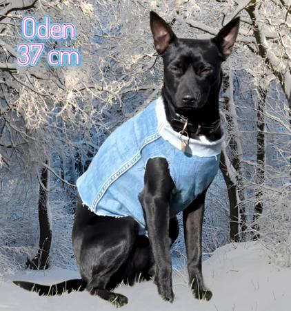 Peruvian Hairless Dog (Small) for sale by VALDASSA