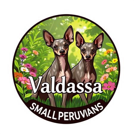 Peruvian Hairless Dog (Small) for sale by VALDASSA