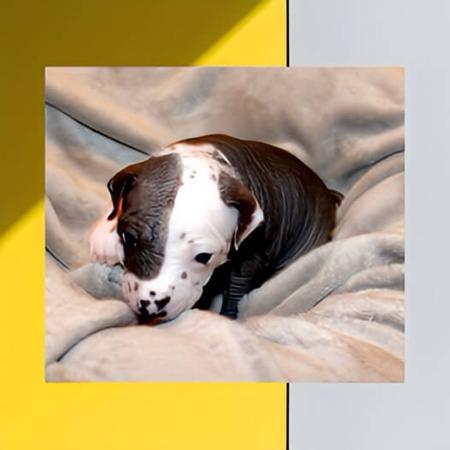 Peruvian Hairless Dog (Small) for sale by VALDASSA