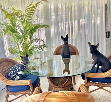 Peruvian Hairless Dog (Medium) for sale by VALDASSA