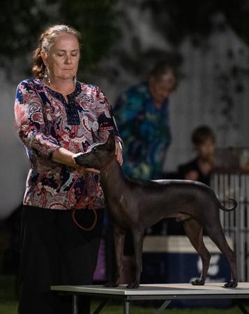 Peruvian Hairless Dog (Medium) for sale by VALDASSA