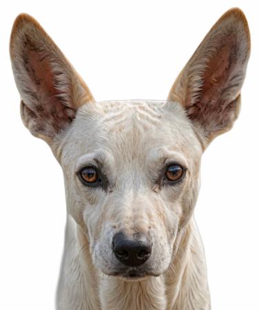 Peruvian Hairless Dog (Medium) for sale by VALDASSA