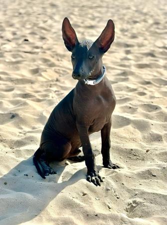 Peruvian Hairless Dog (Medium) for sale by VALDASSA