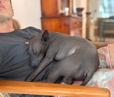 Peruvian Hairless Dog (Small) for sale by VALDASSA