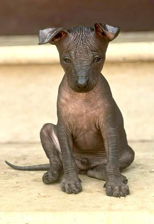 Peruvian Hairless Dog (Small) for sale by VALDASSA