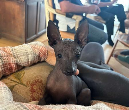 Peruvian Hairless Dog (Small) for sale by ZOVIREX