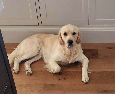 Golden Retriever for sale by BLUEGUMSTGL
