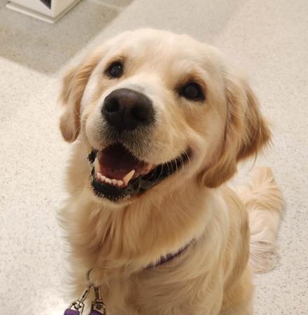 Golden Retriever for sale by BLUEGUMSTGL