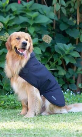 Golden Retriever for sale by BLUEGUMSTGL