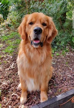Golden Retriever for sale by BLUEGUMSTGL