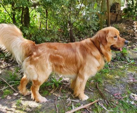 Golden Retriever for sale by BLUEGUMSTGL