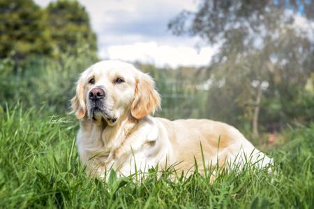 Golden Retriever for sale by BLUEGUMSTGL