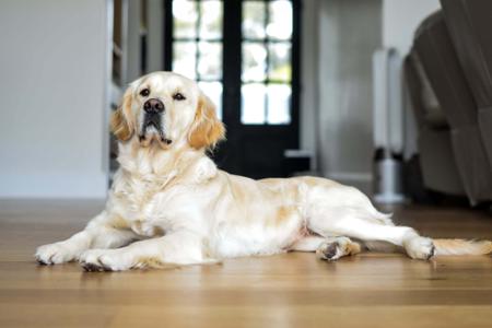Golden Retriever for sale by BLUEGUMSTGL