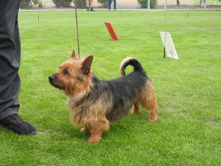 Australian Terrier for sale by IVYDALE
