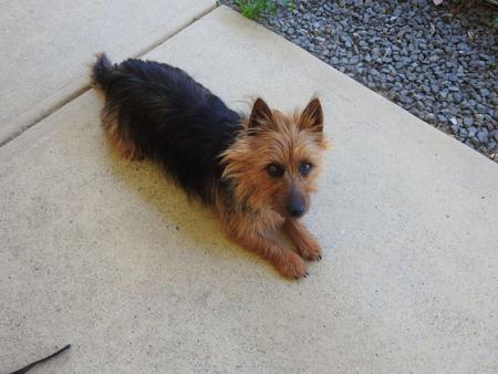 Australian Terrier for sale by IVYDALE
