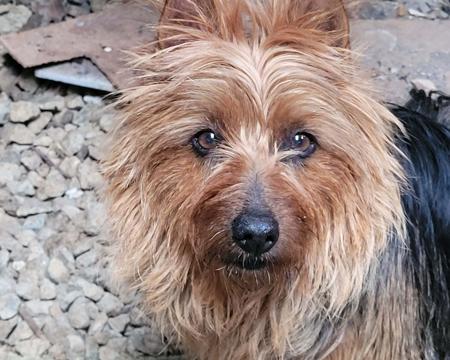 Australian Terrier for sale by IVYDALE