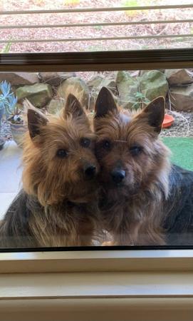 Australian Terrier for sale by IVYDALE