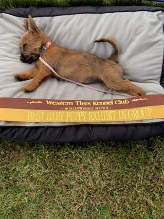 Australian Terrier for sale by IVYDALE