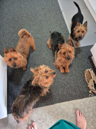 Australian Terrier for sale by IVYDALE