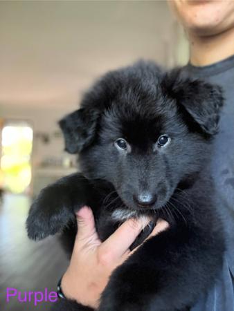 Belgian Shepherd Dog (Groenendael) for sale by FREYNAR