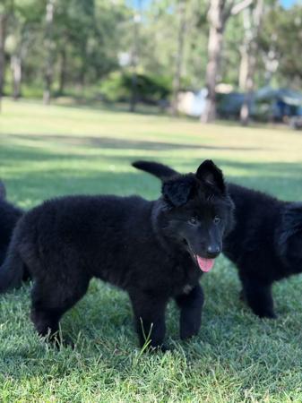 Belgian Shepherd Dog (Groenendael) for sale by FREYNAR
