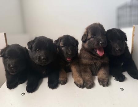 Belgian Shepherd Dog (Groenendael) for sale by FREYNAR