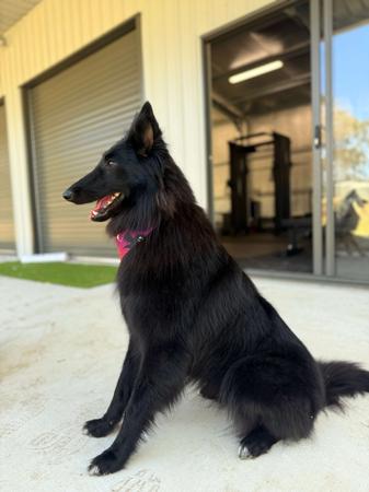 Belgian Shepherd Dog (Groenendael) for sale by FREYNAR