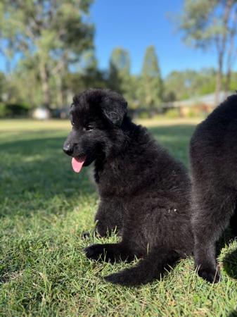 Belgian Shepherd Dog (Groenendael) for sale by ALYSHAHAINES