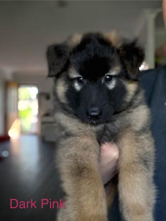 Belgian Shepherd Dog (Tervueren) for sale by FREYNAR