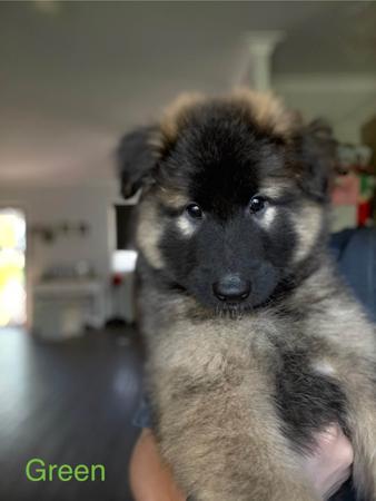Belgian Shepherd Dog (Tervueren) for sale by FREYNAR