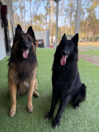 Belgian Shepherd Dog (Tervueren) for sale by FREYNAR