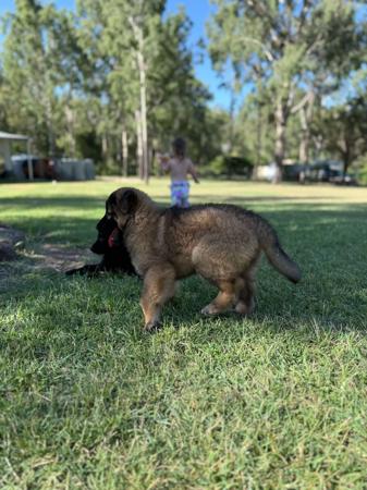 Belgian Shepherd Dog (Tervueren) for sale by FREYNAR