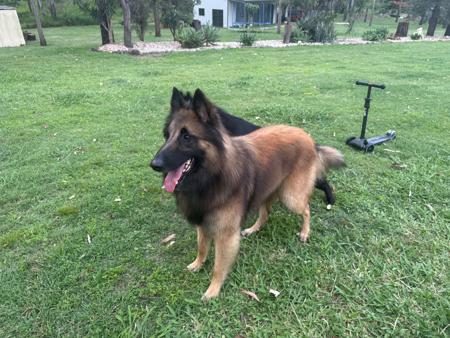 Belgian Shepherd Dog (Tervueren) for sale by FREYNAR