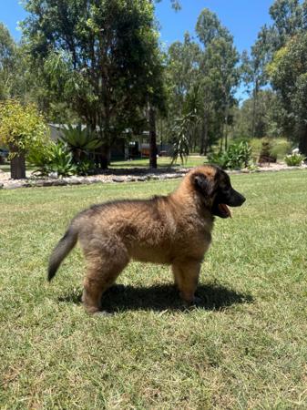 Belgian Shepherd Dog (Tervueren) for sale by ALYSHAHAINES