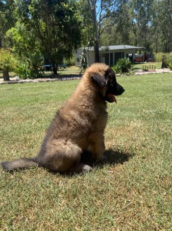 Belgian Shepherd Dog (Tervueren) for sale by FREYNAR