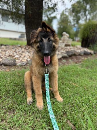 Belgian Shepherd Dog (Tervueren) puppy for sale by ALYSHAHAINES