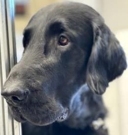 Flat Coated Retriever for sale by MAYEBLOOM
