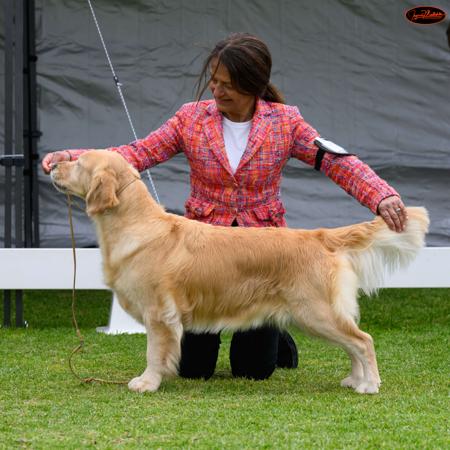 Golden Retriever for sale by OCEANVIEWS