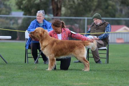 Golden Retriever for sale by OCEANVIEWS