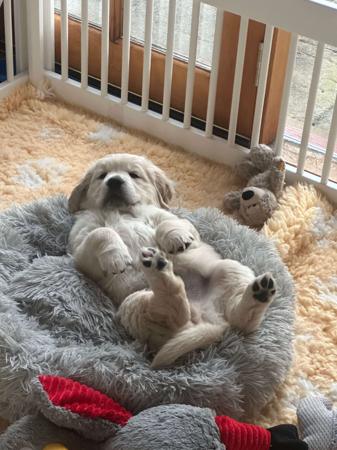 Golden Retriever for sale by OCEANVIEWS